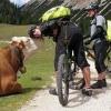 Cortina HUMP 2010